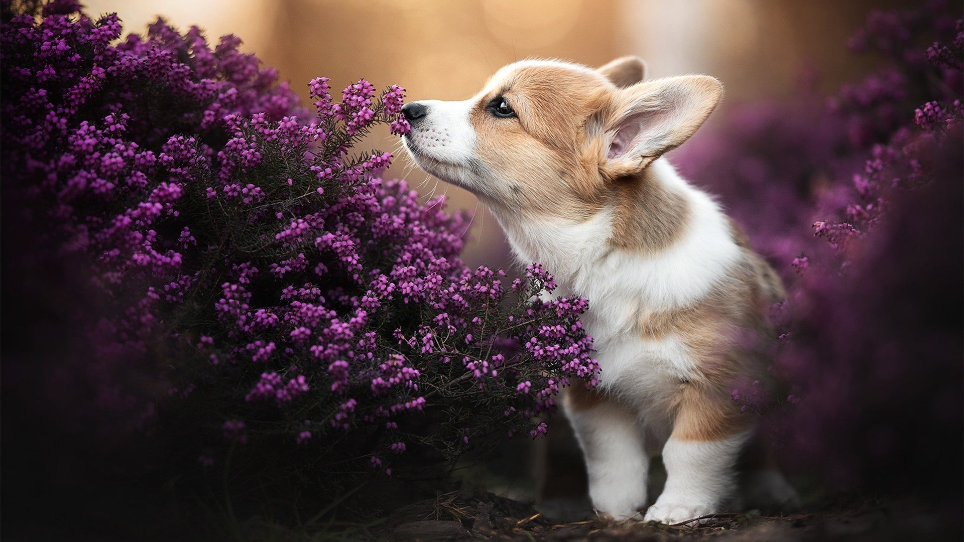 杰伦格林防守端锁死对手,篮网强势晋级击败广东队