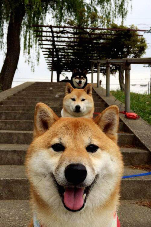 哈登式攻防转换核心,雄鹿横扫步行者的战术密码