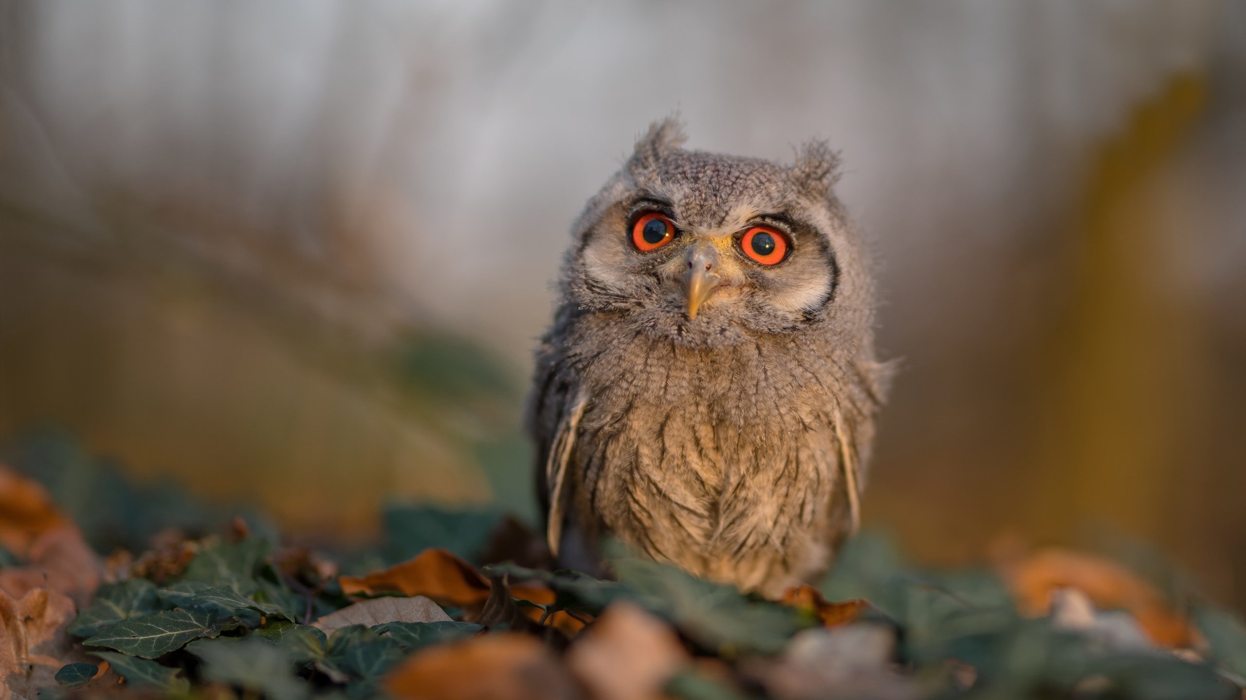 蒙特利尔弯道战，加拿大街道赛如何力压葡萄牙成新焦点