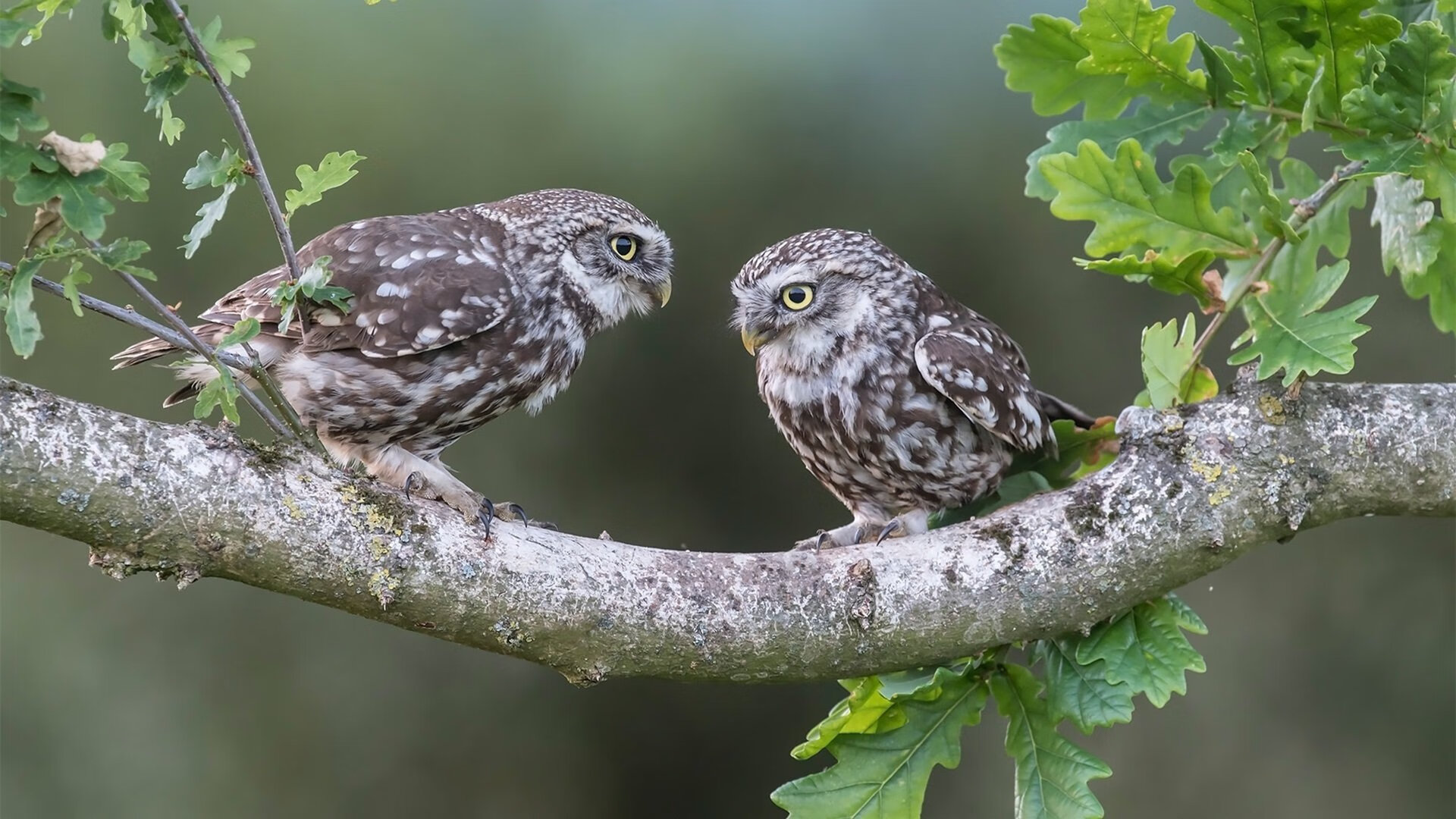 跨界风暴,新西兰橄榄球横扫毕尔巴鄂,拉什福德西甲德比独领风骚