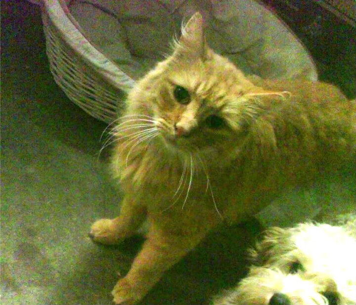 欧文关键先生本色,快船力擒老鹰展韧性