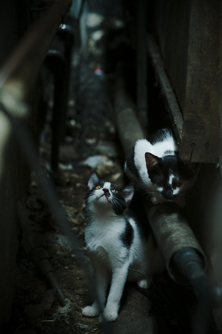 玻利维亚稳稳拿下塞维利亚,佩德里成为关键先生