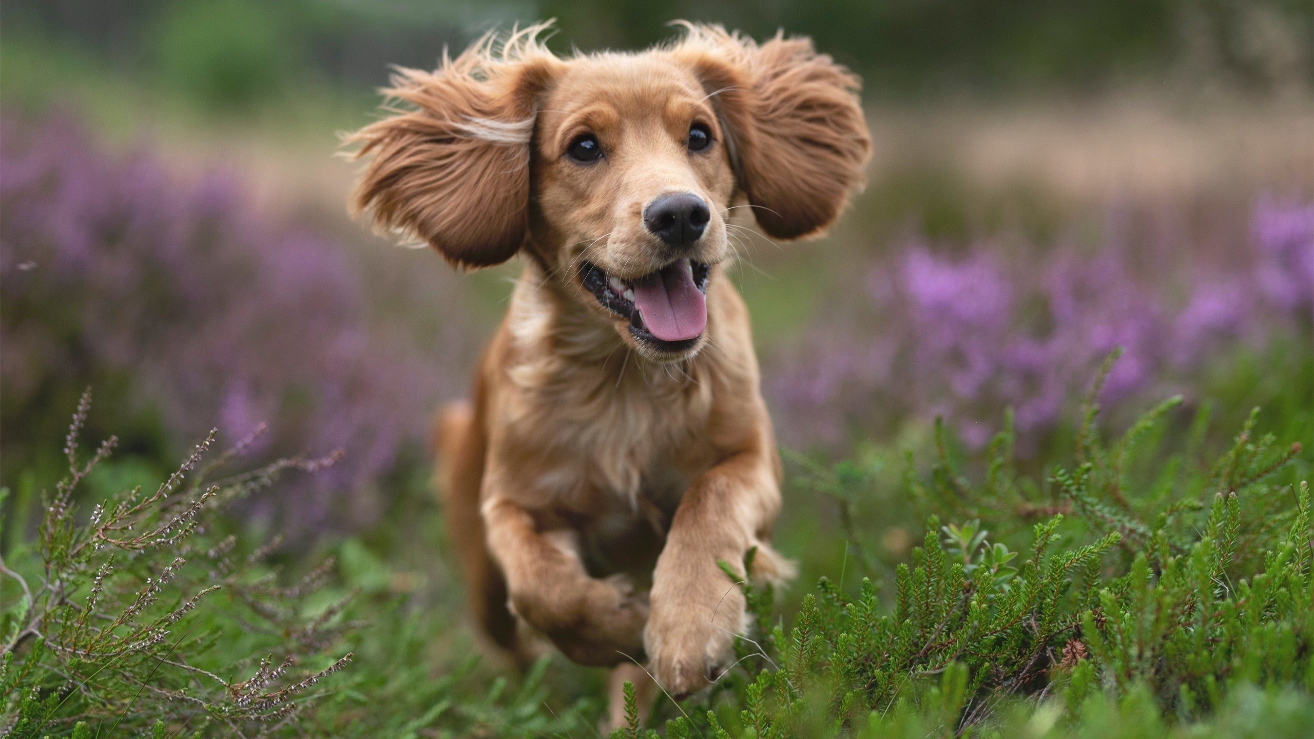 欧战烽火中的逆转叙事,奥斯梅恩一锤定音,塞维利亚气走乌克兰劲旅