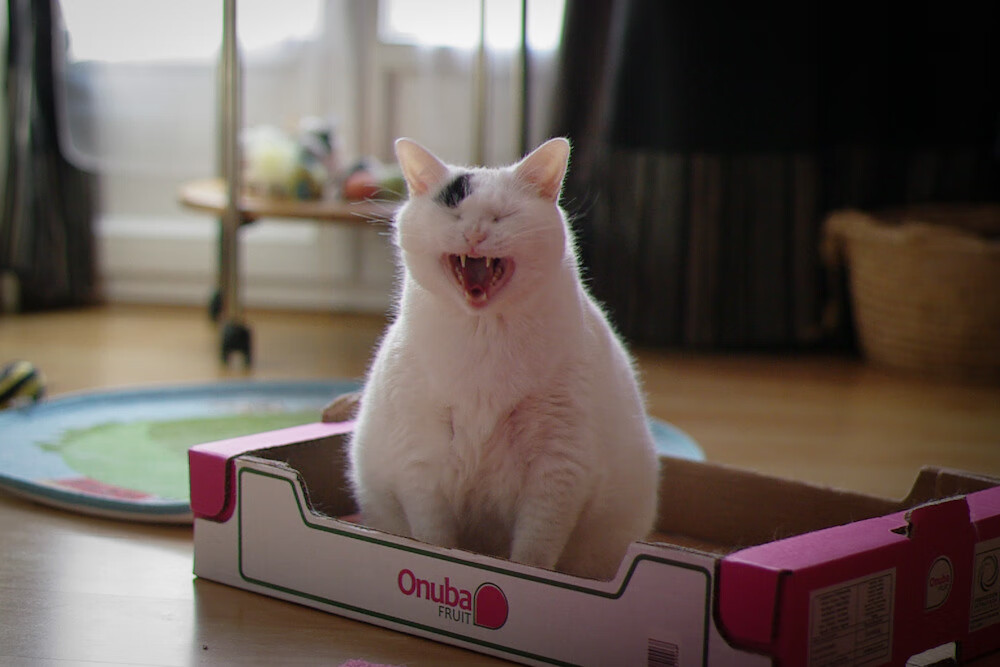 2026世界杯之夜，萨内压力下的终极爆发