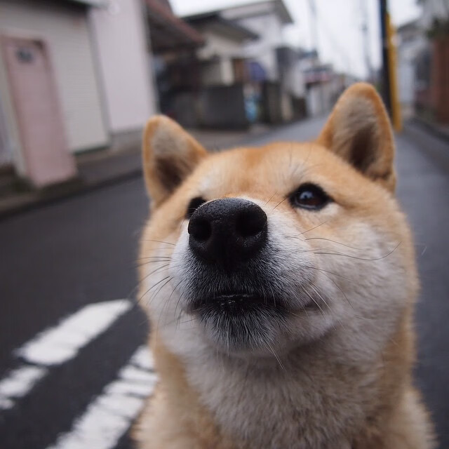 热血之夏,从欧冠半决赛的绝地反击到雄鹿队的决胜局智慧