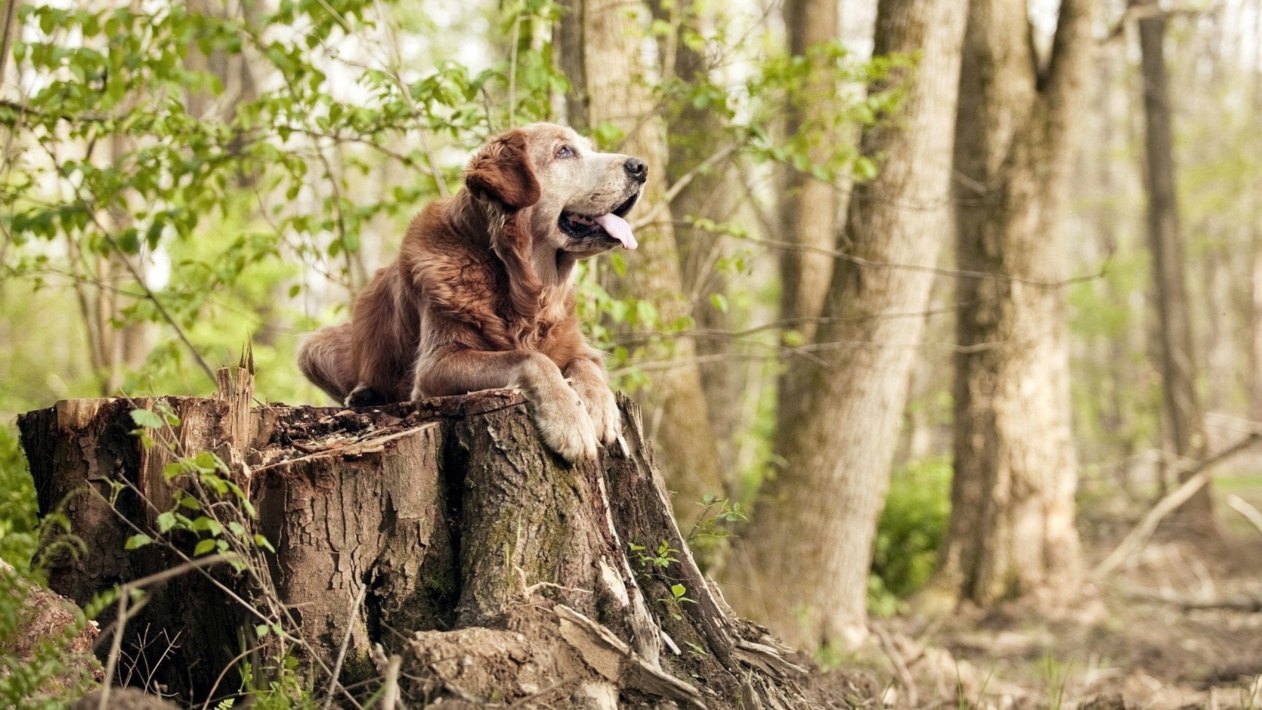无冕之夜的小贾伦，当世界在喧嚣中沉默，一个灵魂在篮筐下苏醒