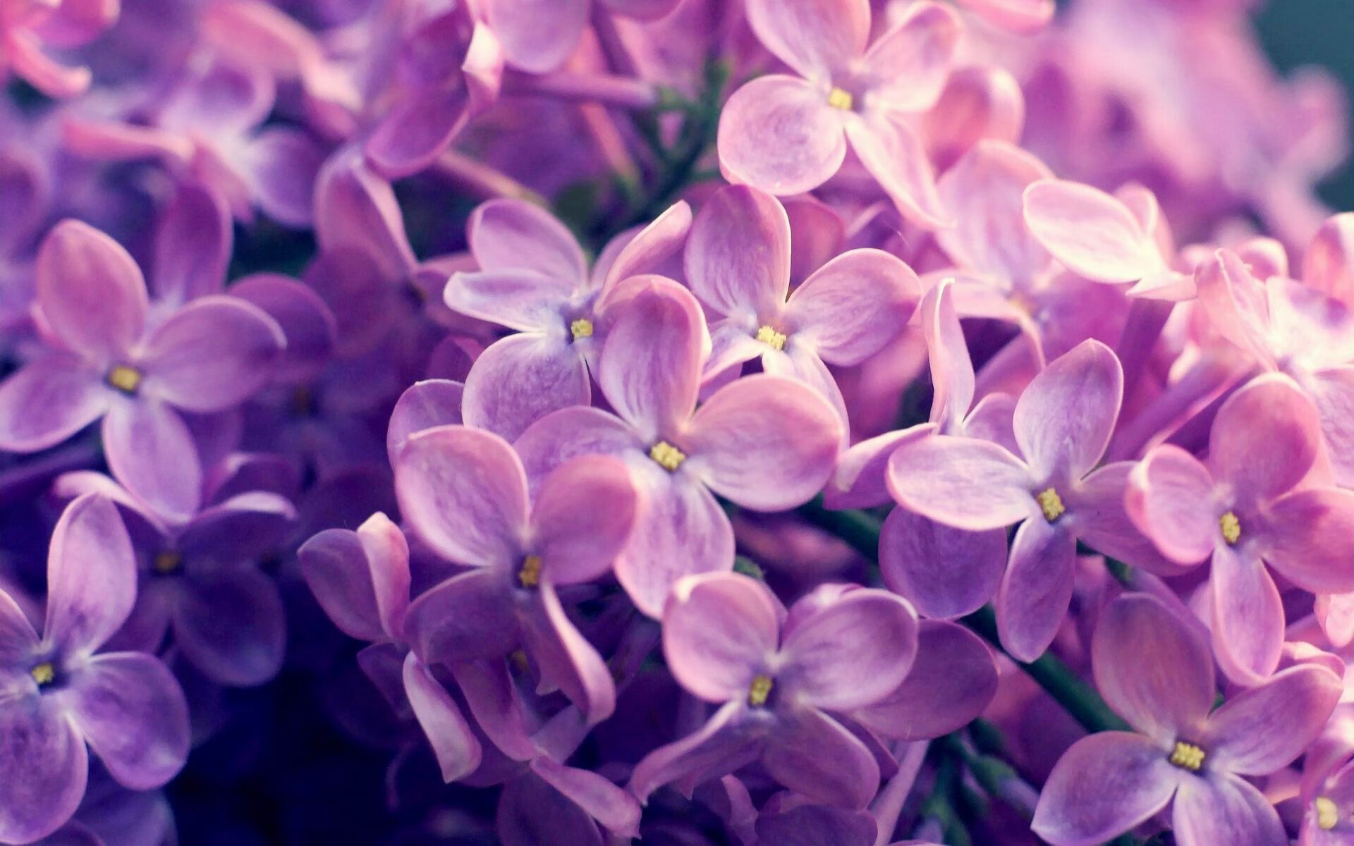 绿茵场与硬木地板的交响，西甲国家德比与活塞碾压老鹰的焦点战解析