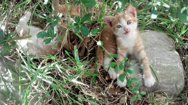 马克西末节狂飙20分，爵士全面火力压制山西