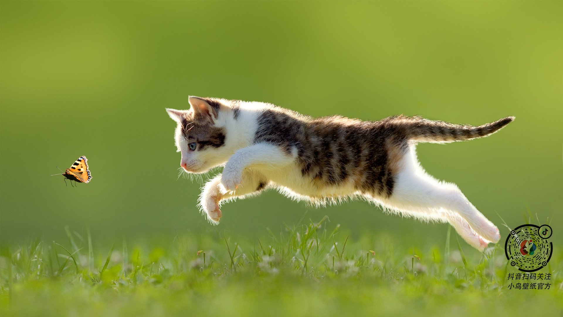 上海队顽强搏击，西亚卡姆节奏艺术完全掌控黄蜂主场