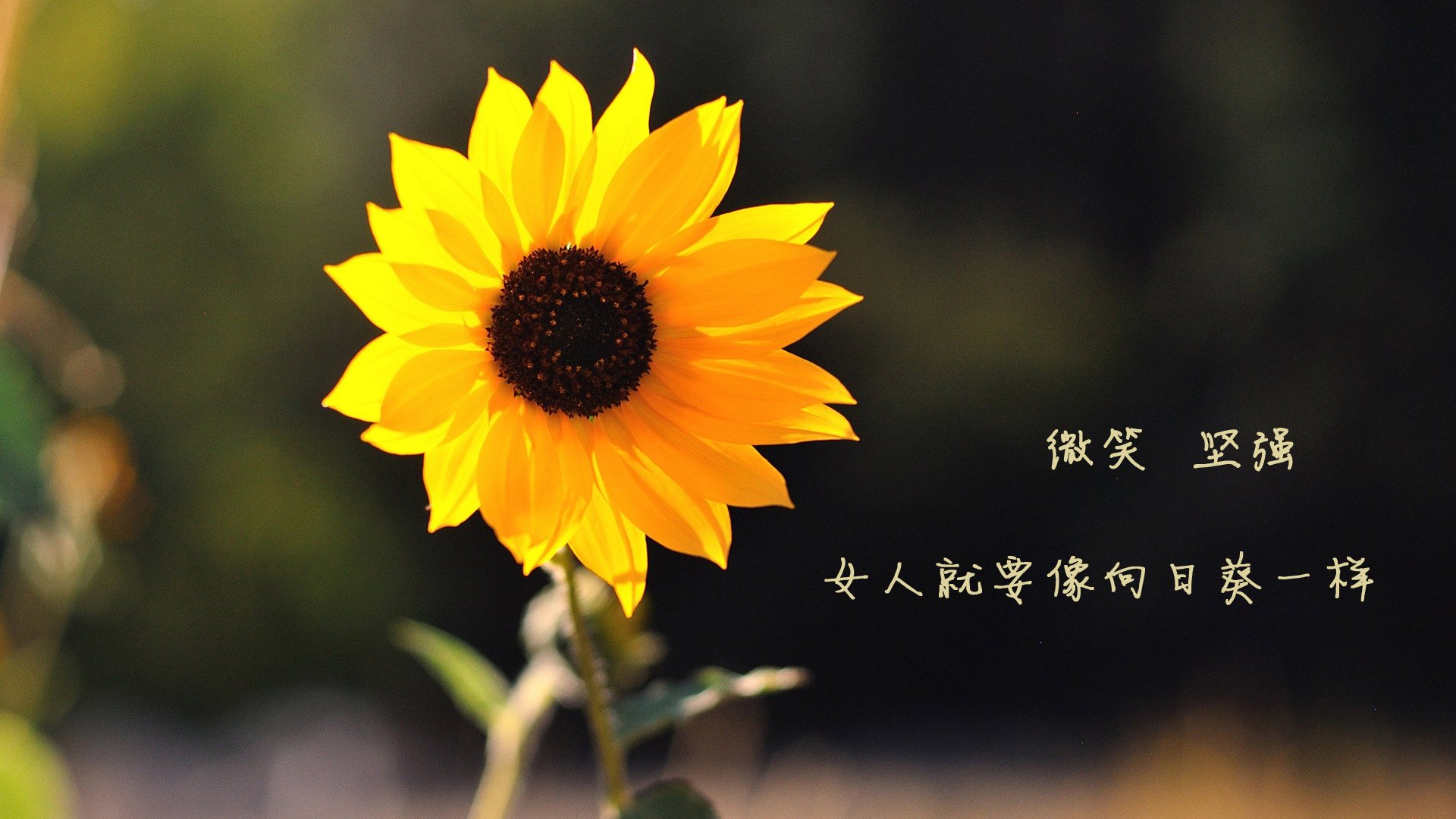 绝杀时刻！末节风云突变，格纳布里封神助南非逆转爱尔兰