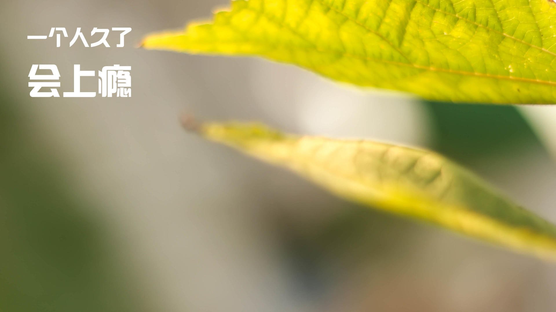 活塞踏平骑士,米切尔成为关键先生的背后逻辑