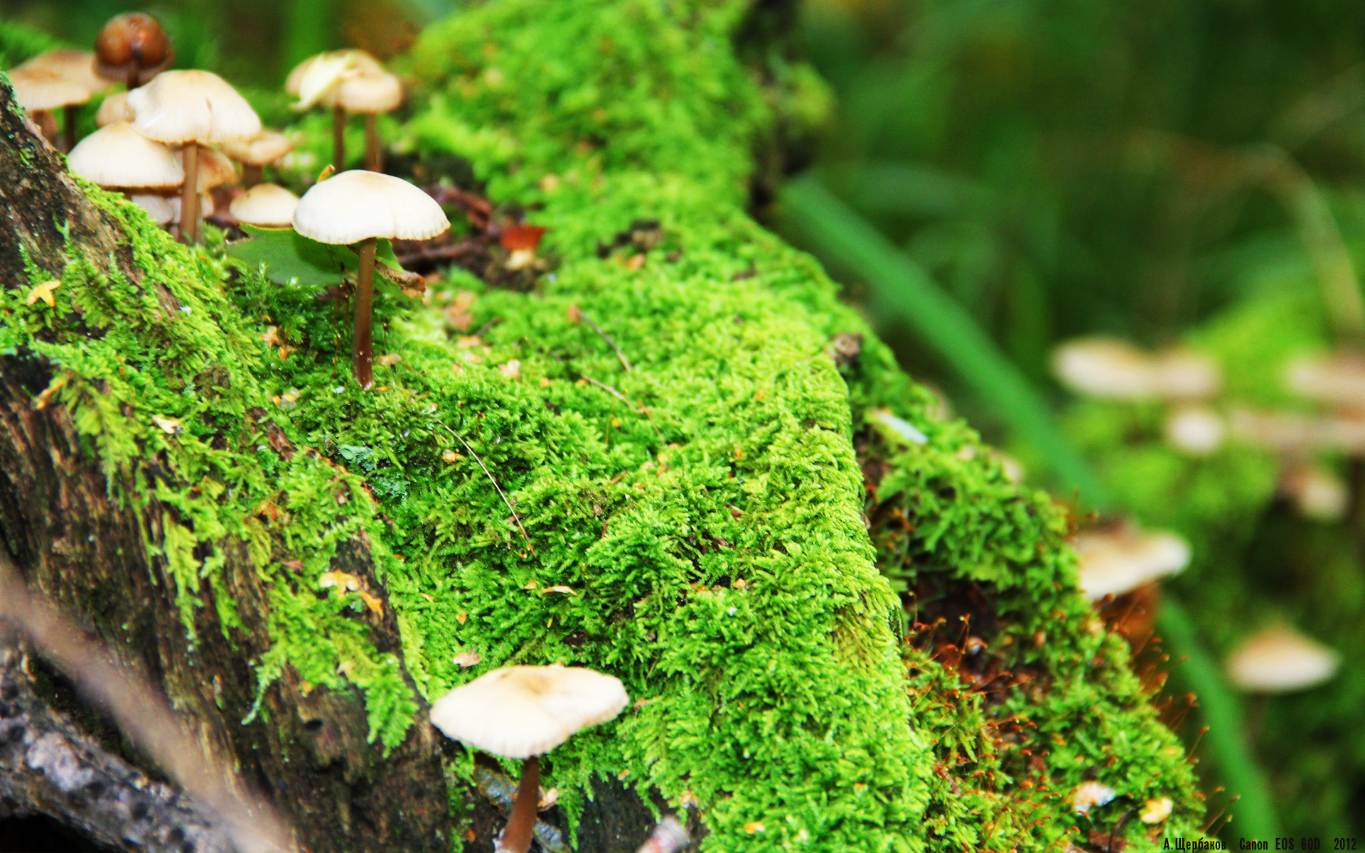 他让马里防线失踪,福登用一场比赛定义了何为球场核心