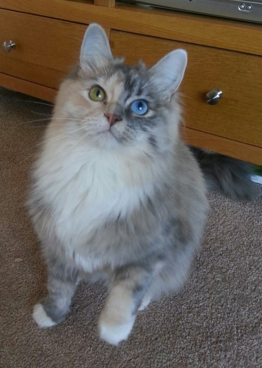 钢铁骑士坠落日轮，文班亚马41+19+7遮天统治全场