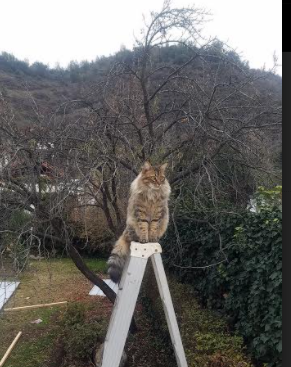 快船尼克斯激战，贝恩攻防两端统治全场