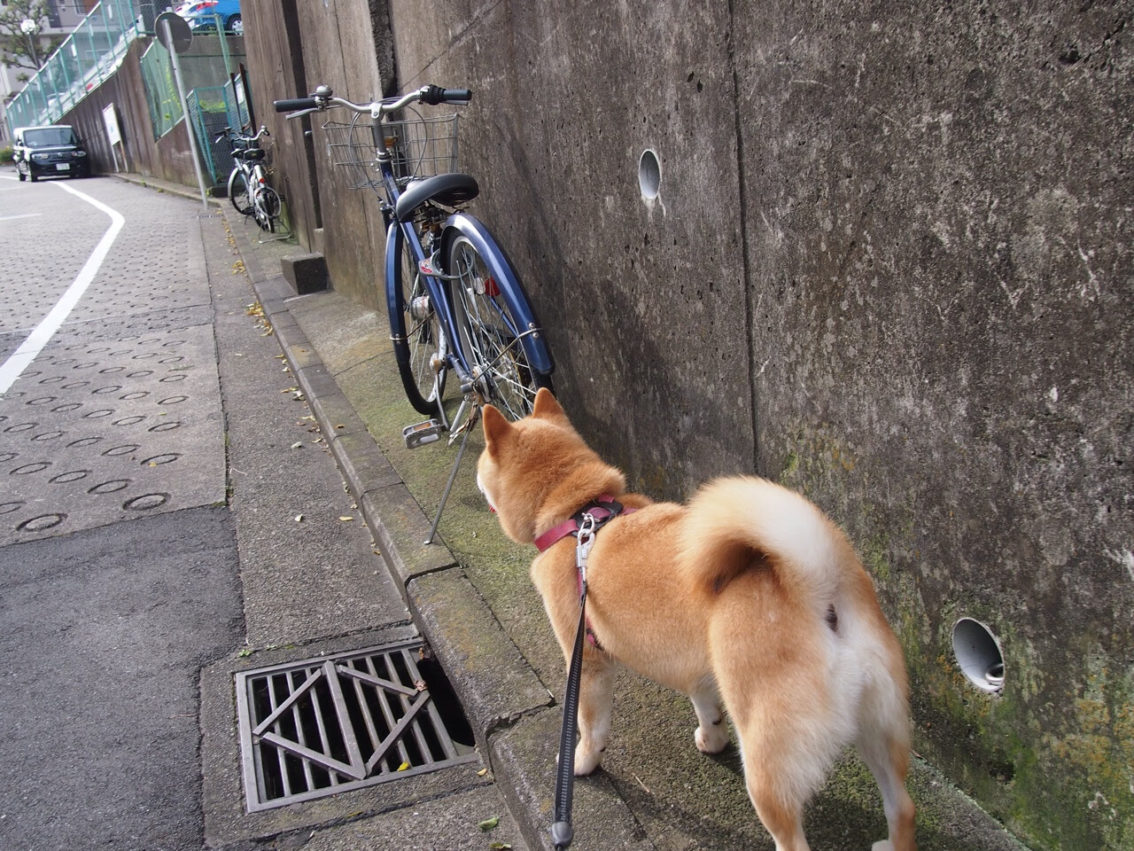 绝境重生！贝恩持续制造杀伤，尼克斯最后时刻逆转北京队
