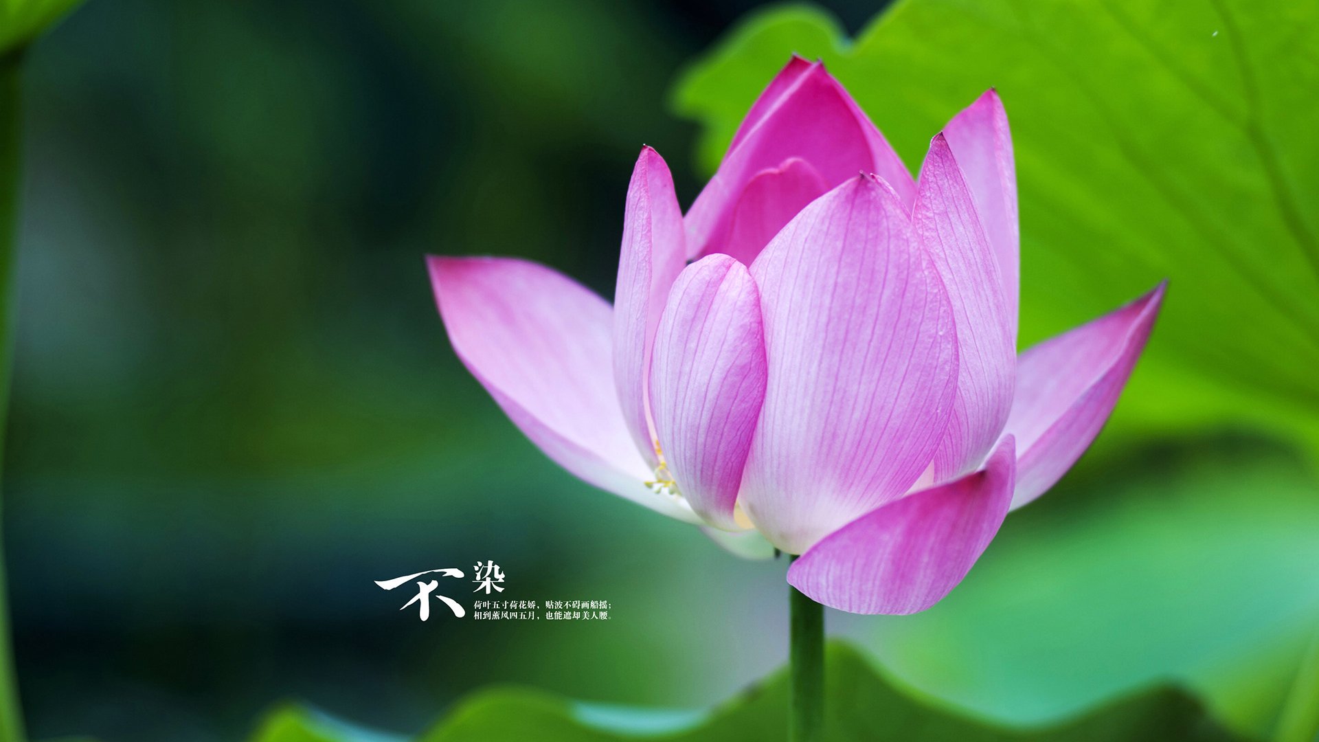 小贾伦攻防一体统治赛场，黄蜂末节逆袭力克公牛