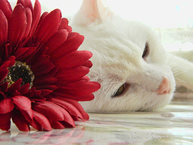 鏖战盐湖城，山西队的绝境与莫兰特的封神之夜