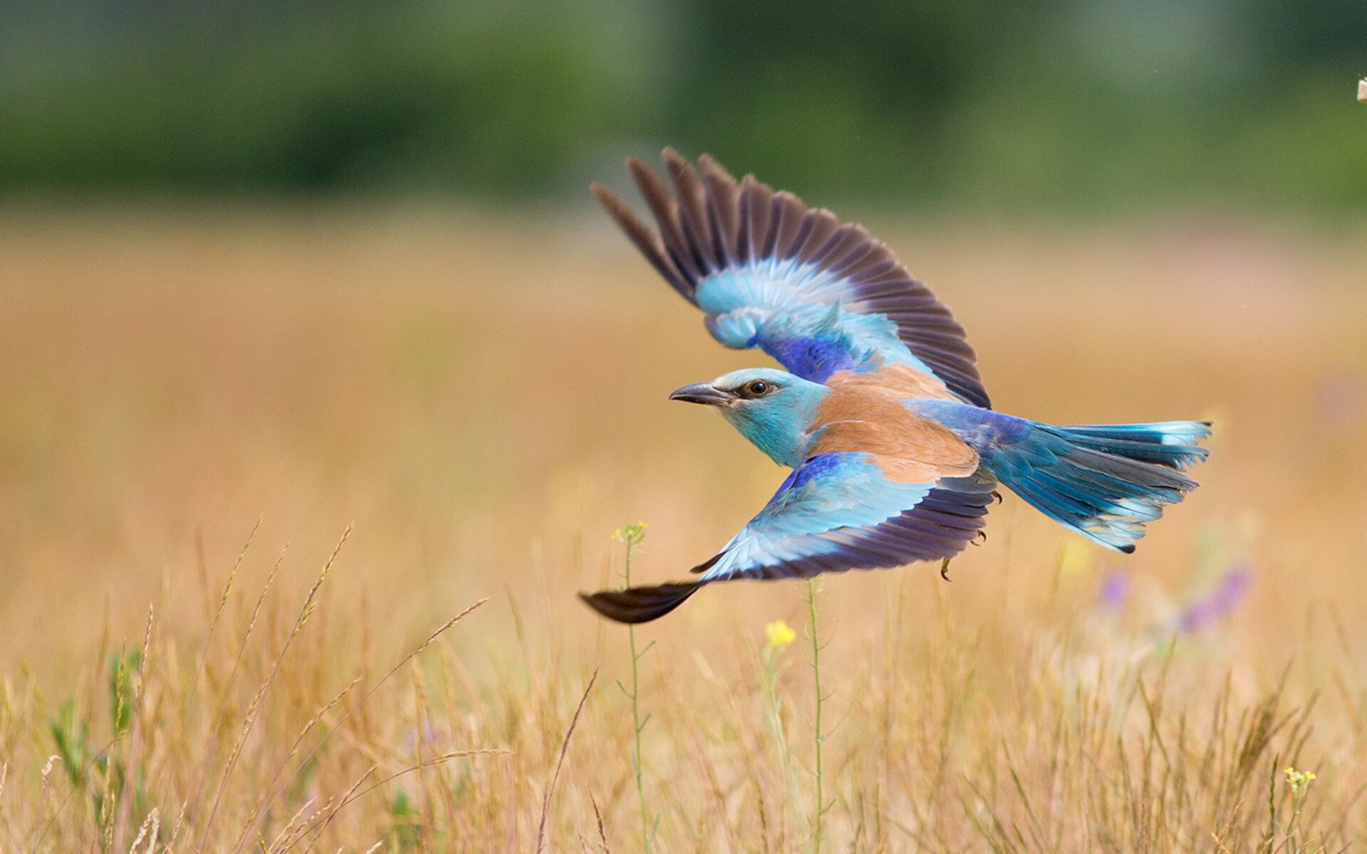 舞台越大越强，马克西的闪耀时刻与掘金绝杀国王的传奇